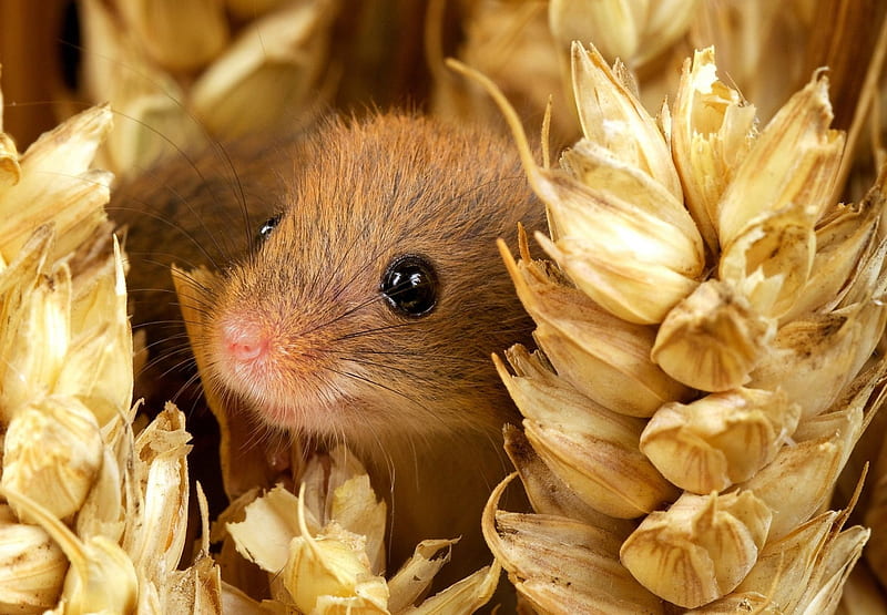 Mouse, cute, little, yellow, rodent, ears of wheat, animal, HD wallpaper