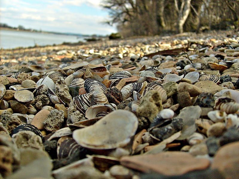 Shell, stone, mussel, river, duna, HD wallpaper