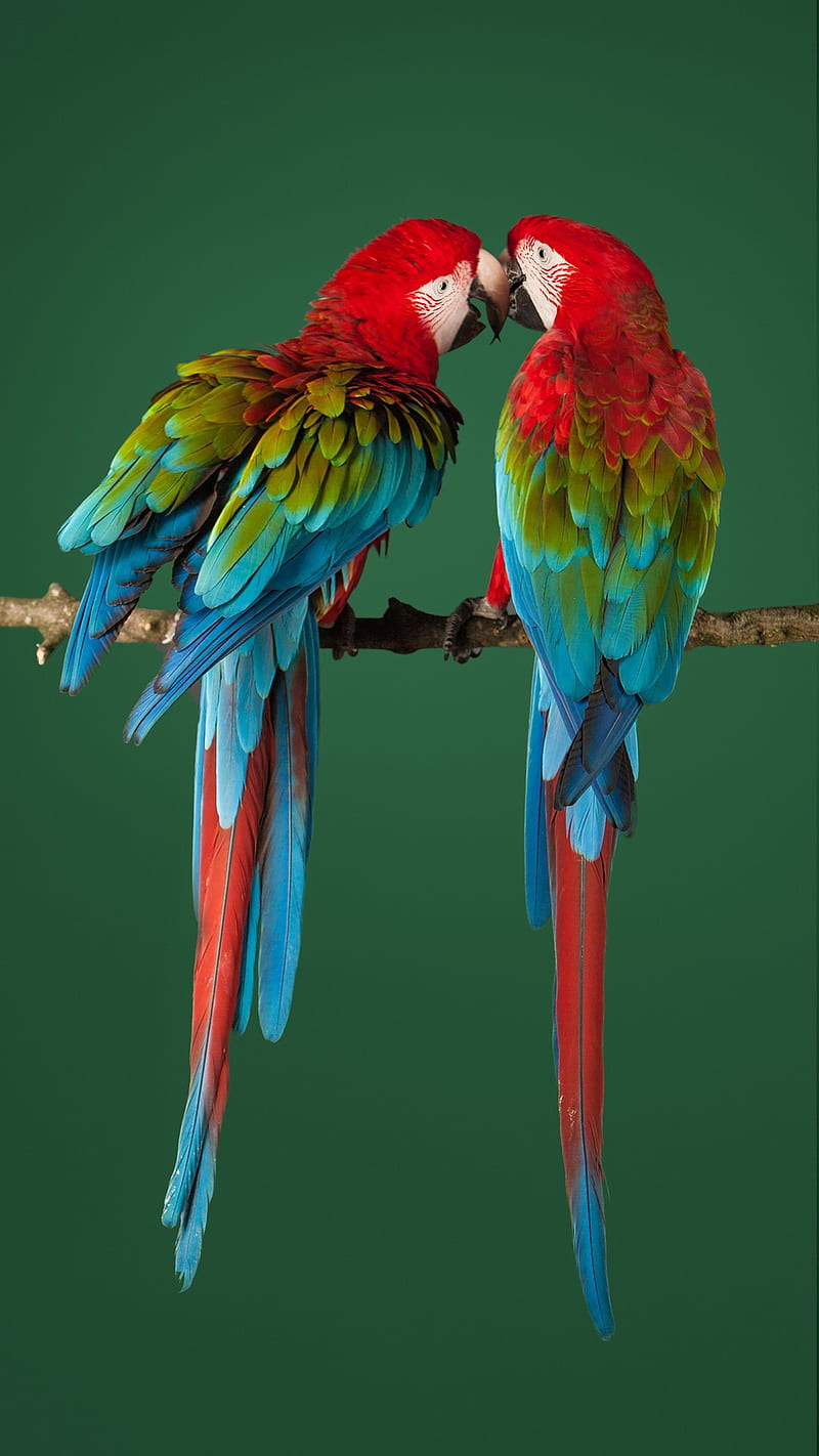 Parrots, animal, bird, color, colorful, green, macaw, parrot, red, zte, zte axon, HD phone wallpaper