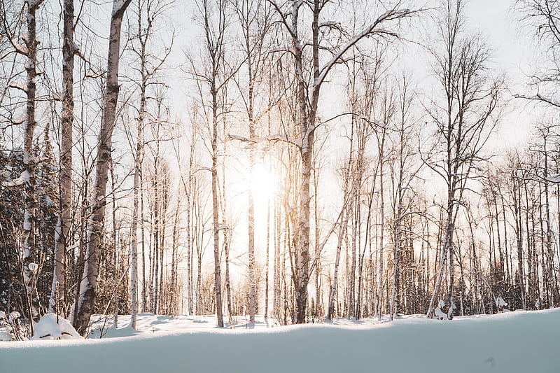 forest, trees, sunlight, snow, winter, landscape, HD wallpaper