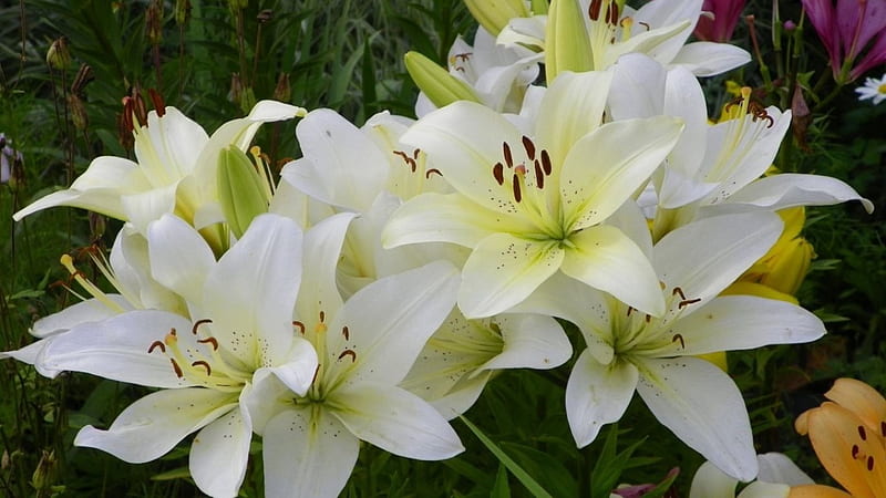 White Lilies, lilies, flowers, petals, white, HD wallpaper | Peakpx
