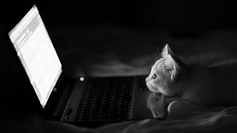Funny Cat Watching Laptop Screen Funny, HD wallpaper | Peakpx