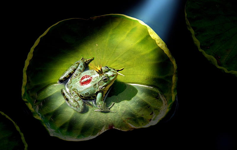 Waiting for transformation, red, lily pad, creative, kiss, situation, frog, fantasy, green, crown, funny, HD wallpaper