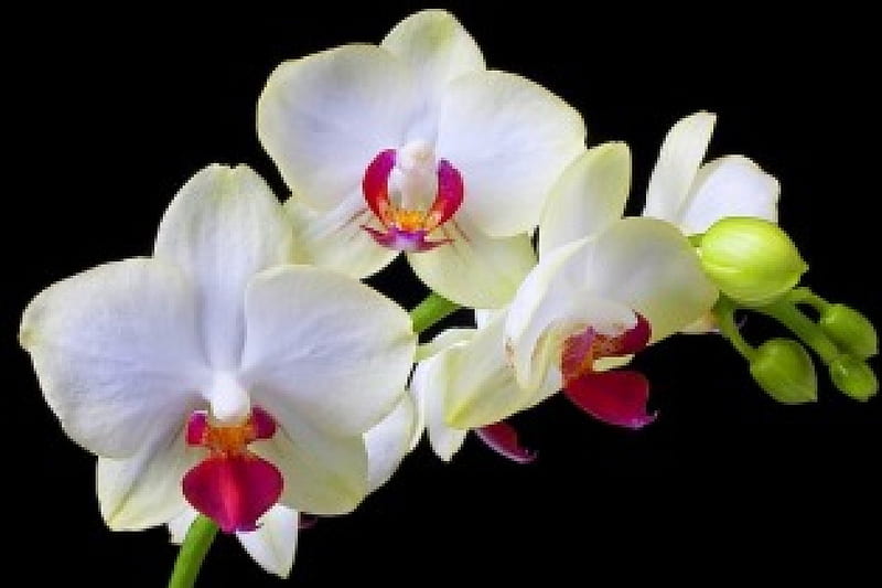 ✿⊱•╮W h i t e╭•⊰✿, lovely still life, orchids, graphy, flowers, love four seasons, nature, white, HD wallpaper