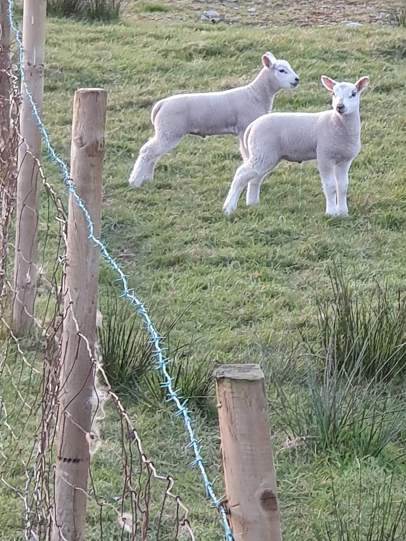 Lambs, farm animals, grazing, sheep, HD phone wallpaper