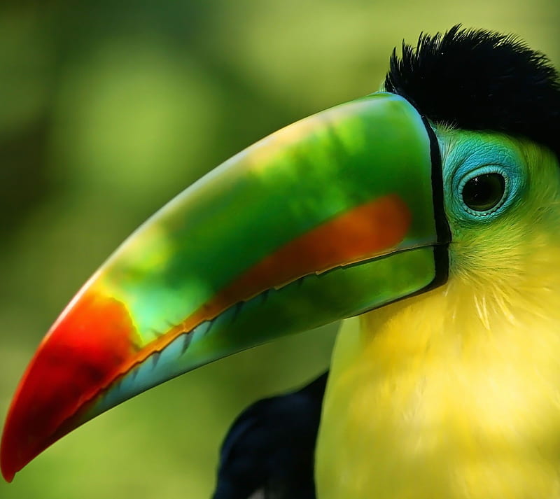 Toucan, animal, birds, colorful bird, HD wallpaper