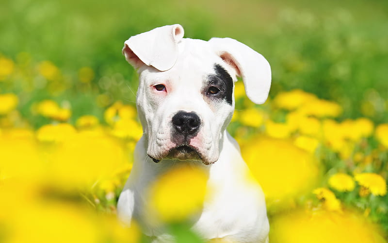 Argentine Dogo summer, cute animals, pets, dogo argentino, bokeh, dogs, Argentinian Mastiff, Argentine Dogo Dogs, HD wallpaper