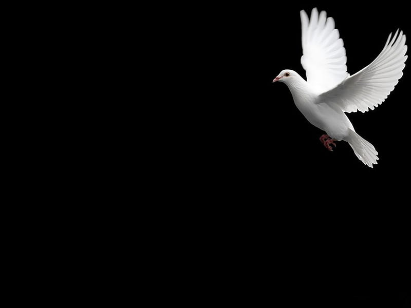 Dove, bird, black, white, animal, HD wallpaper