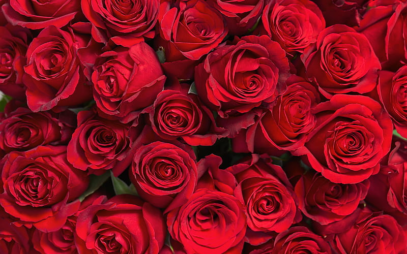 red rose buds, beautiful flowers, rose buds, red roses background, beautiful red flowers, roses, HD wallpaper