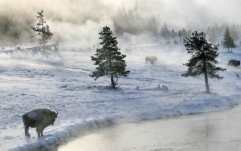 bison in winter-winter natural landscape, HD wallpaper