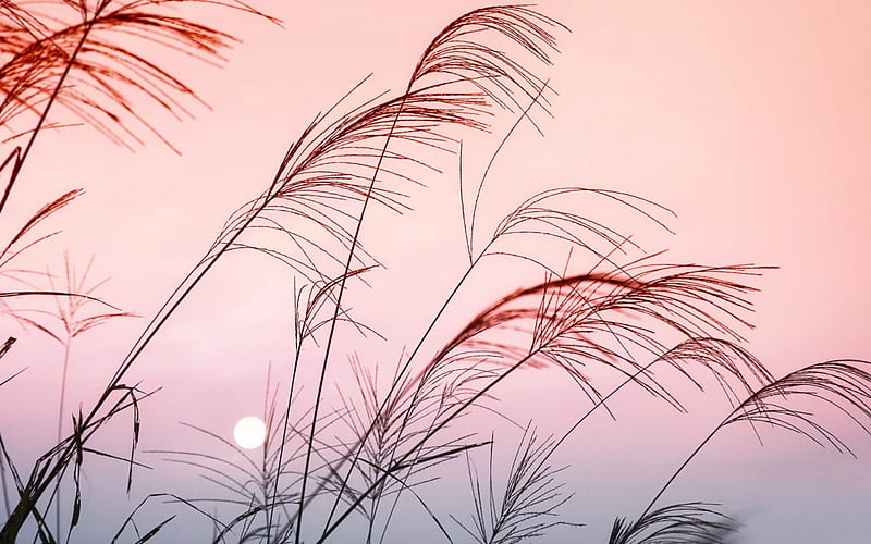 Pink Sky scenic, sun, grass, twilight, clouds afternoon, schrubbery, graphy, scrubbs, moon, grasses, sunsets, hot, sunrise, evening, pink, night dawn, view, silhouettes, sky, plants, day, nature, scene, HD wallpaper