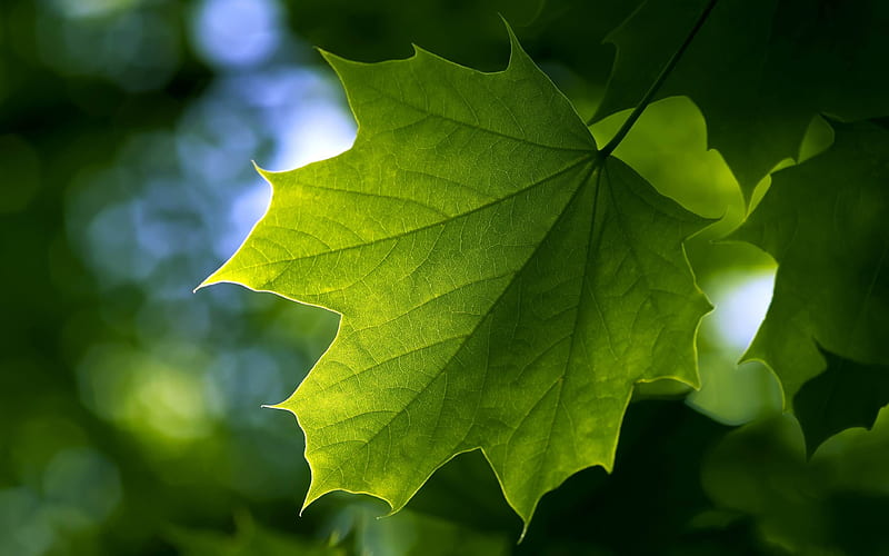 maple leaf-Plants graphy, HD wallpaper