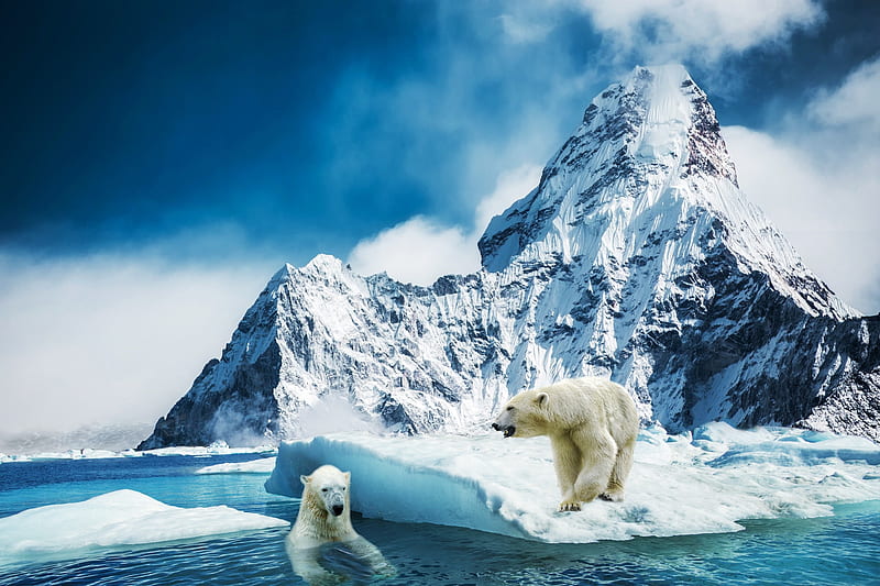 Bears, Polar Bear, Bear, Ice, Mountain, HD wallpaper