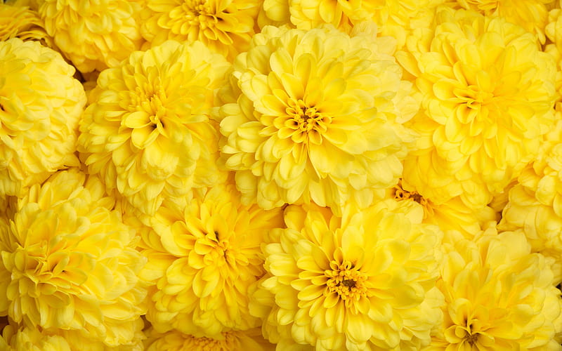 Chrisanthemums, autumn, chrysanthemum, flower, yellow, skin, HD wallpaper