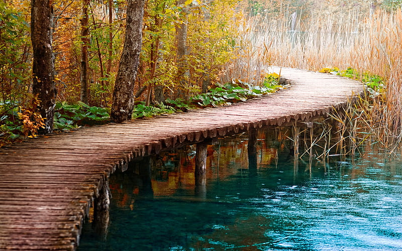 Log Bridge Path, path, water, trees, bridge, HD wallpaper