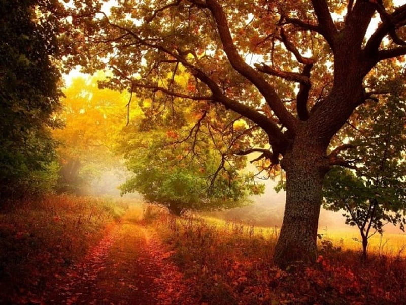Fall Season Day, day, fall season, nature, other, HD wallpaper | Peakpx