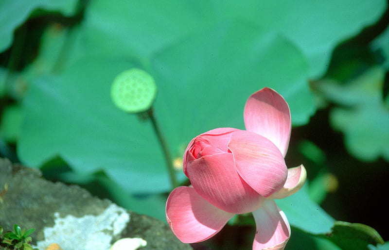Bali-Ubud-Lotus-Pond-Restaurant-Lotus-flower, lotus, green, flowers, ubud, nature, indonesian, bali, HD wallpaper