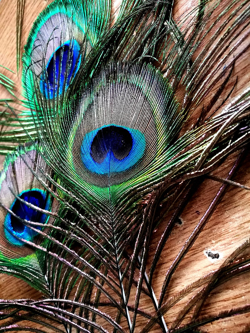 Peacock feathers, birds, feather, inspiration, paun, peacocks, pene, real, HD phone wallpaper
