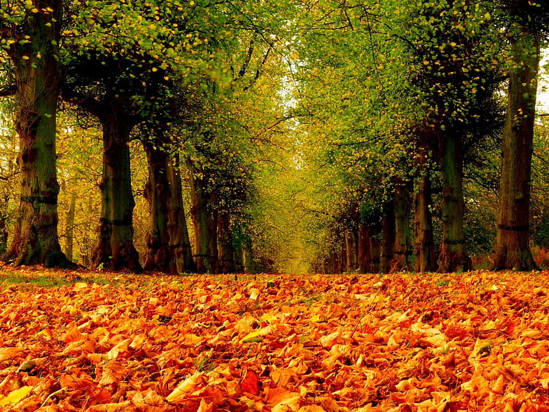 Autumn, forest, fall, leaves, woods, autumn splendor, nature, trees, HD ...