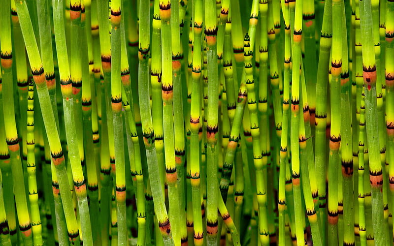green bamboo trunks, young bamboo, bambusoideae sticks, green wooden background, bamboo textures, green bamboo texture, bamboo canes, bamboo sticks, horizontal bamboo texture, bamboo, HD wallpaper