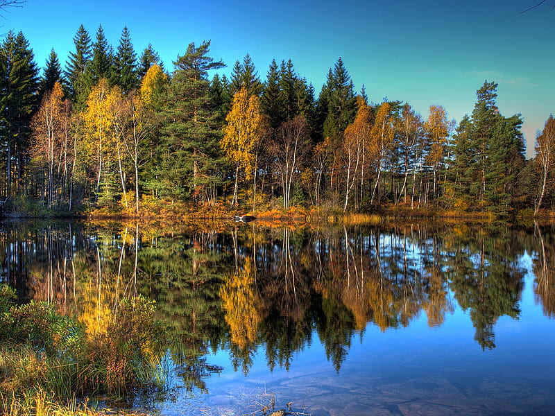 Autumn reflection, , autumn, background, colors, yellow, bonito, trees ...