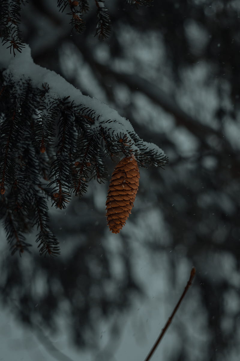 brown pine cone on snow covered tree, HD phone wallpaper