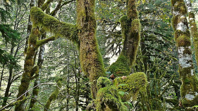 Mount Baker National Forest, forest, National Forest, Washington, moss, trees, HD wallpaper