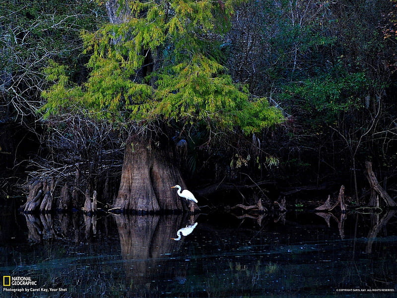 Great Egret, Florida, florida, nature, egret, bird, HD wallpaper