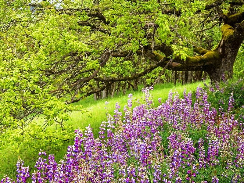 Purple Flowers in the Forest, foliage, nice, multicolor, scenario, wildflowers, flowers, beauty, forests, paisage, wood, declive, hills, paysage, trees, panorama, cool, purple, awesome, violet, fullscreen, landscape, colorful, scenic, brown, bonito, trunks, graphy, leaves, green, grove, scenery, amazing, view, magenta, purple flowers, colors, maroon, leaf, paisagem, plants, colours, nature, branches, earth, pc, scene, HD wallpaper