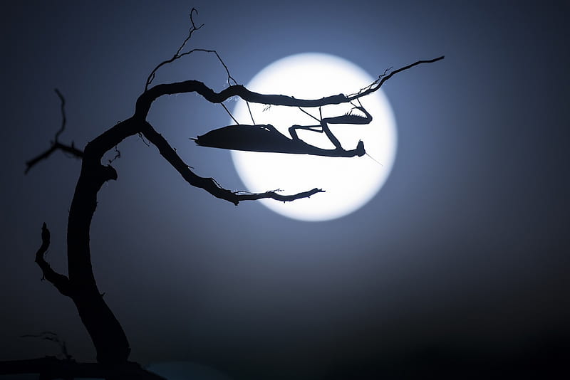 Prayong Mantis under the moonlight, praying mantis, moon, moon, insect, white, silhouette, branch, night, HD wallpaper