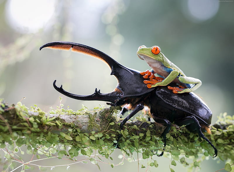 Frog riding a stag beetle, broasca, orange, black, situation, animal, frog, bokeh, green, funny, stag beetle, HD wallpaper