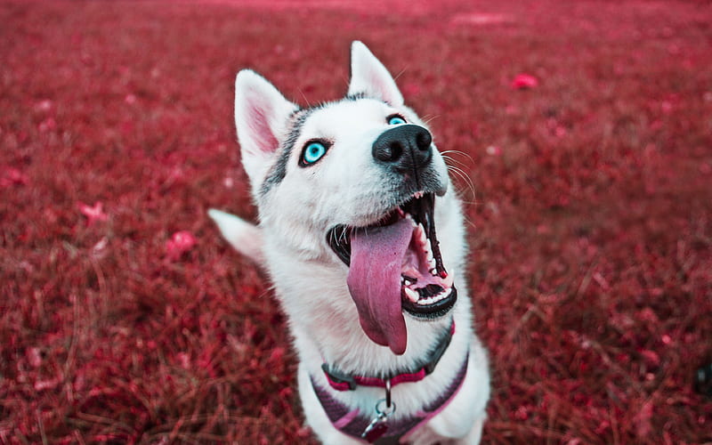 Siberian Husky, puppy, blue eyes, cute animals, autumn, Husky Dog, dogs, Siberian Husky Dog, Husky, HD wallpaper