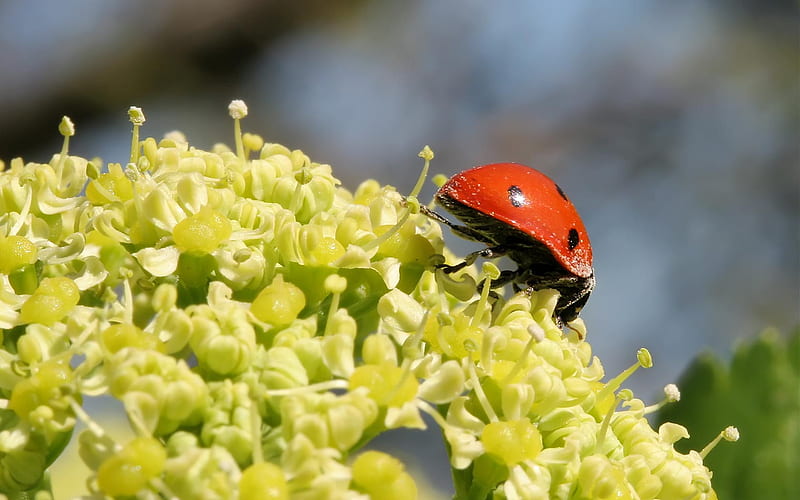 Ladybird, red, insect, spots, HD wallpaper