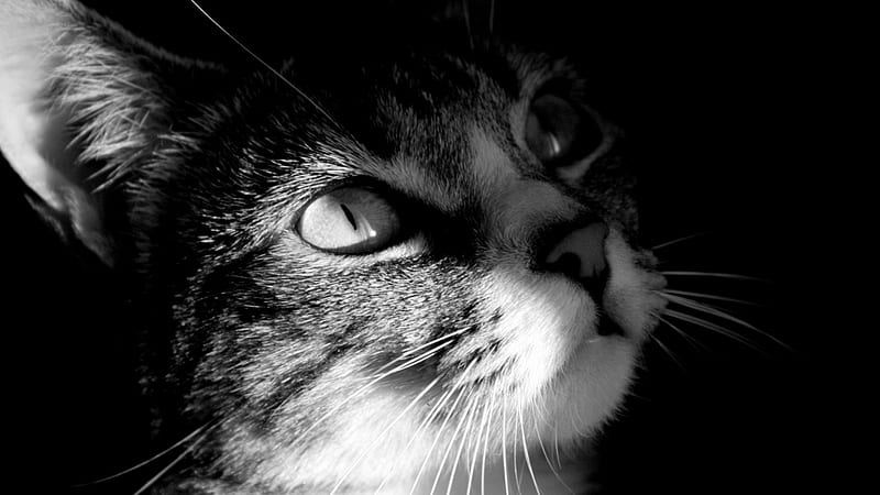 Meow black and white, black, purr, animal, cute, dark, white, cats, HD wallpaper