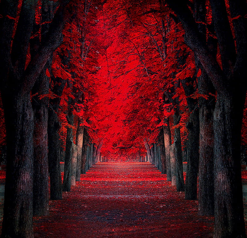 ✫Red Passion Park✫, autumn, stunning, attractions in dreams, bonito, red trees, graphy, leaves, parks, landscapes, fall season, colors, red passion, love four seasons, creative pre-made, park, trees, plants, nature, HD wallpaper