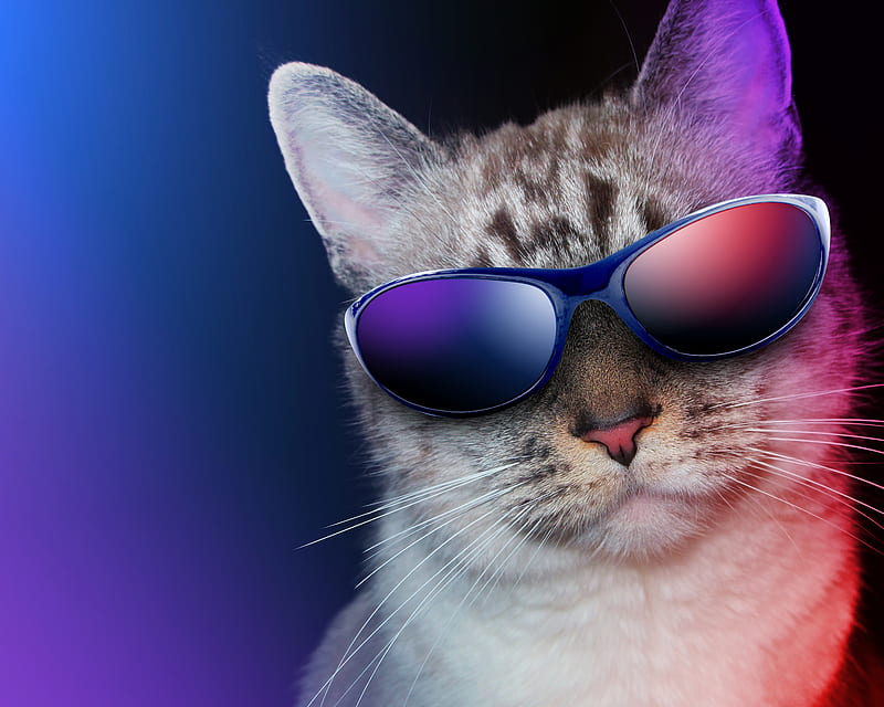 Cool cat, cat, animal, sunglasses, cool, purple, funny, pink, pisica, blue, HD wallpaper
