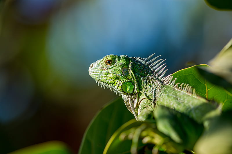 selective focus of green iguana, HD wallpaper