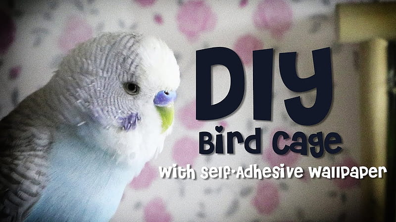 DIY Bird Cage using Self Adhesive, HD wallpaper