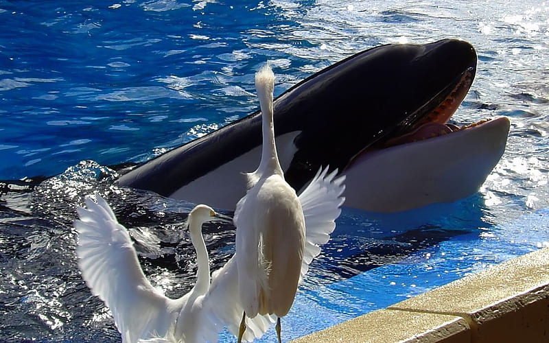 well hello there friend, water, humor, whale, birds, funny, friends, HD wallpaper