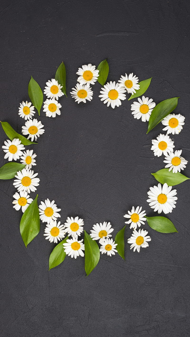 Daisy flowers, circle, flowers, round, white, white flowers, HD phone wallpaper