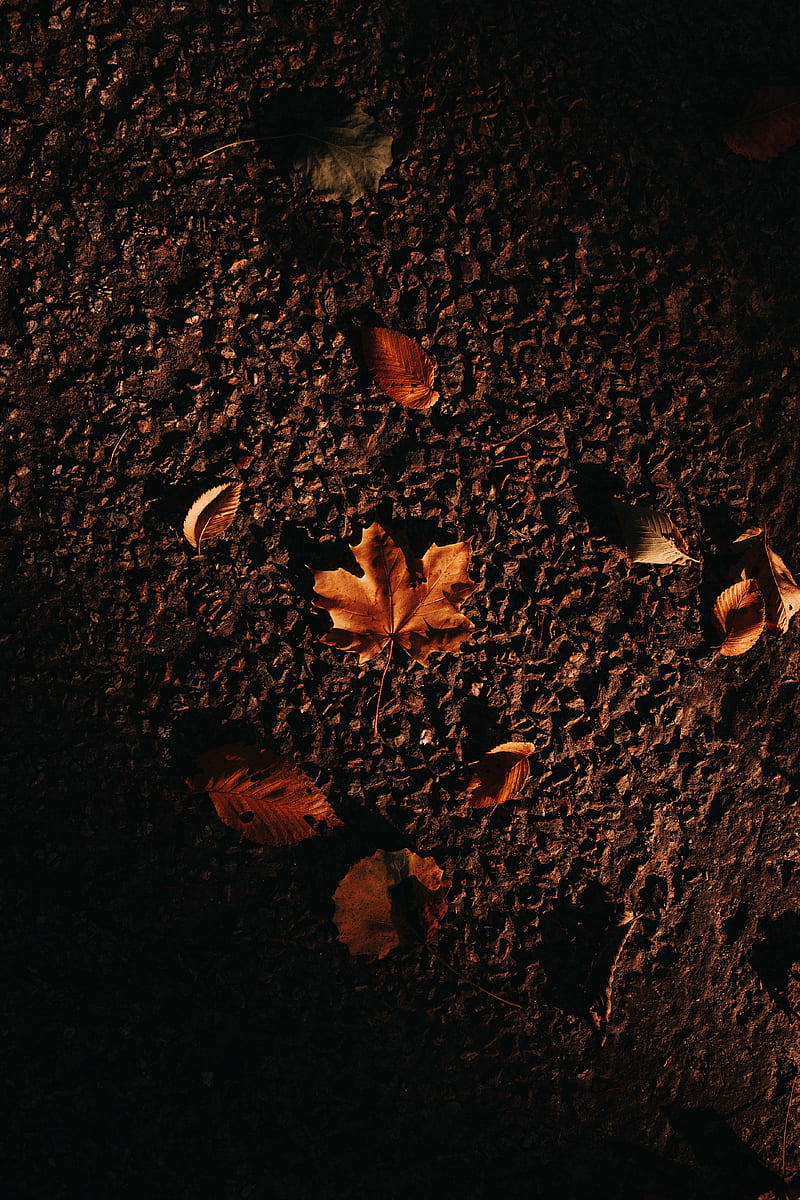 autumn, maple, leaves, asphalt, HD phone wallpaper