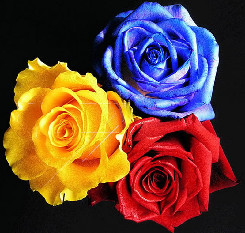Rosas de tres colores, rojo, flores, amarillo, tres, color, naturaleza,  rosas, Fondo de pantalla HD | Peakpx