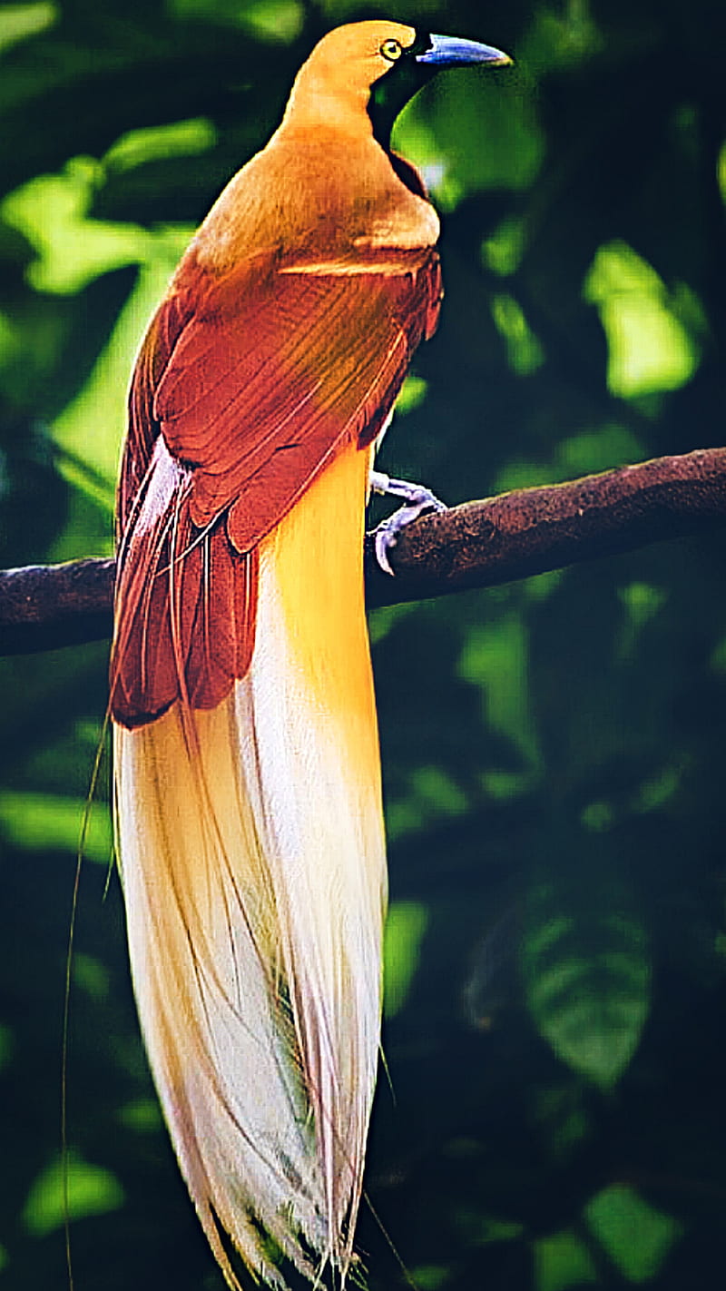 Bird of Paradise, beauty, birds, colorful, nature, rare, HD phone wallpaper  | Peakpx