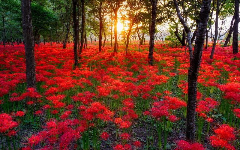Red forest, sun, sunset, beautiful day, nice, gold, splendor, flowers, beauty, sunrise, 1440x900, sunbeam, trees, panorama, cool, awesome, garden, sunshine, landscape, field, red, bonito, trunks, graphy, green, andscape, sun rays, forest, amazing, colors, leaf, plants, nature, natural, HD wallpaper