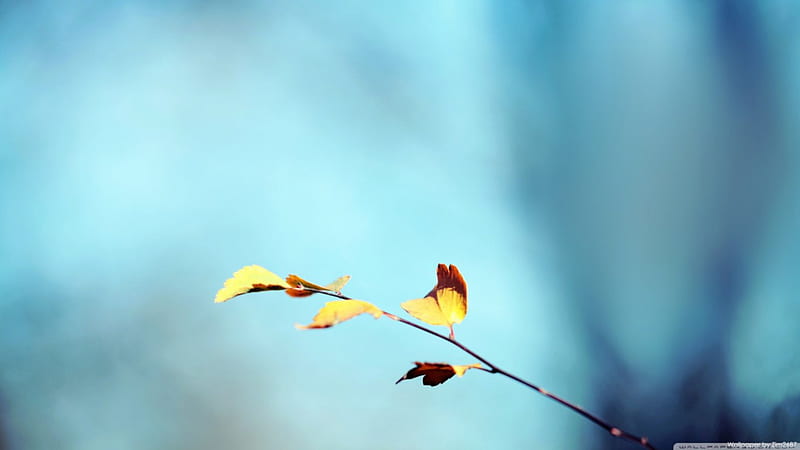 Blue and yellow blur, fall, autumn abstract, leaf, leaves, graphy, bokeh  macro, HD wallpaper | Peakpx