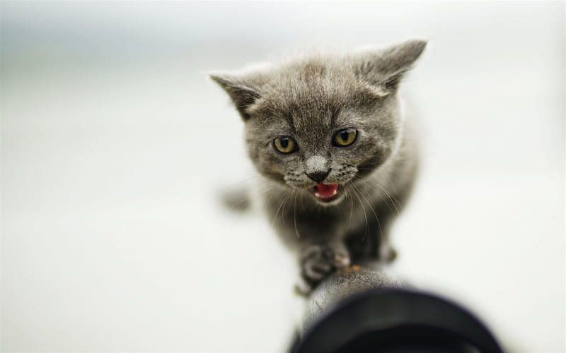small gray kitten, British shorthair cat, small animals, cats, HD wallpaper
