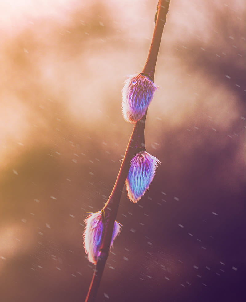 spring, graphy, plants, blurred, twigs, HD phone wallpaper