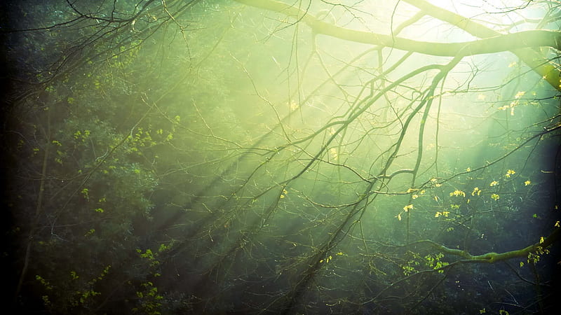 Magic in the Woods, yellow, magic, beautiful day, nice, fantasy, beauty, sunrise, forests, morning, wood, , trees, clear morning, sunrays, cool, awesome, hop, landscape, scenic, gray, sunny, bonito, graphy, leaves, green, sun rays, grove, scenery, beije, amazing, view, colors, mist, leaf, clear day, plants, magical, day, nature, branches, earth, natural, HD wallpaper