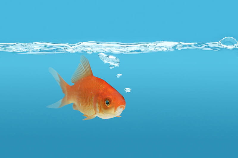 Fish tank, underwater, tank, water, fish, bubbles, blue, goldfish, HD  wallpaper | Peakpx