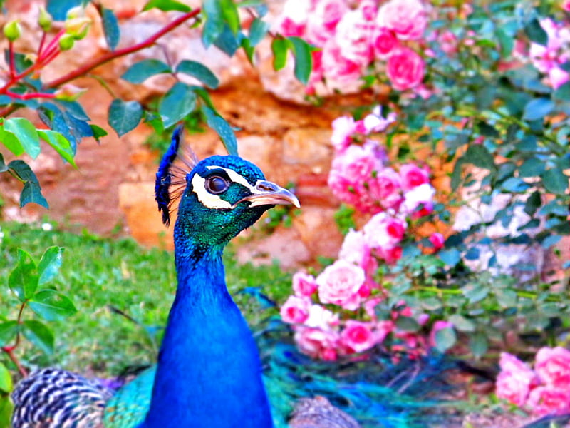 PEACOCK, forest, wings, pink flowers, enchanting nature, national bird of  india, HD wallpaper | Peakpx